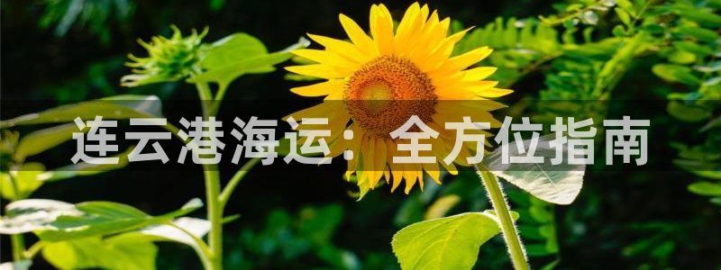 欢迎你来到 公主的海岛